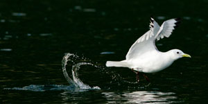 kittiwake